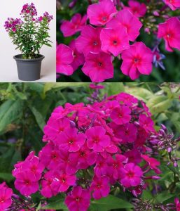 Kırmızı floks fidesi kokulu phlox paniculata adessa special fire 7 cm saksıda