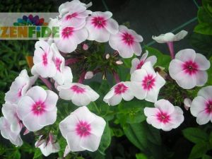 Kırmızı pembe phlox paniculata fidesi kokulu floks adessa pink star 1 adet fide