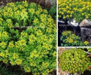 Sedum takesimense çiçekli dam koruğu