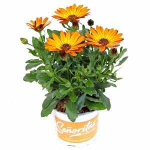 Turuncu çiçekli bodrum papatyası fidesi orange eye osteospermum