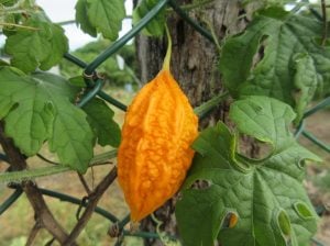 Kudret narı tohumu bitter melon seeds momordica charantia