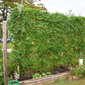Kudret narı tohumu bitter melon seeds momordica charantia