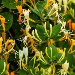 Kokulu hanımeli fidesi beyaz çiçekli lonicera japonica