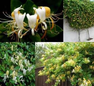 Kokulu hanımeli fidesi beyaz çiçekli lonicera japonica