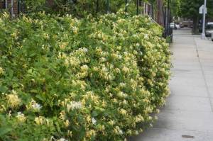 Kokulu hanımeli fidesi beyaz çiçekli lonicera japonica
