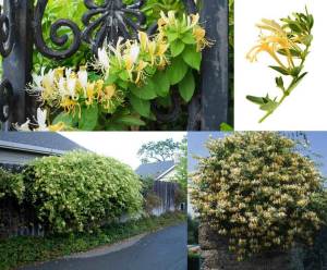 Kokulu hanımeli fidesi beyaz çiçekli lonicera japonica