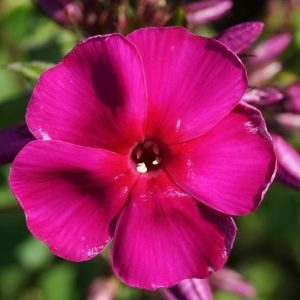 Kırmızı floks fidesi kokulu phlox paniculata adessa special fire 3 adet 7 cm saksıda