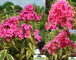 Alaca yapraklı floks fidesi phlox paniculata becky towe 3 adet 7 cm saksıda