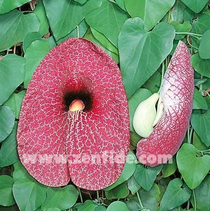 Dev çiçekli pipo sarmaşığı aristolochia gigantea dutchmans pipe