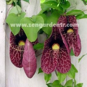 Dev çiçekli pipo sarmaşığı aristolochia gigantea dutchmans pipe