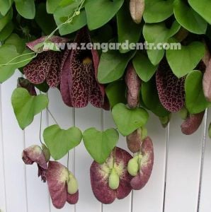 Dev çiçekli pipo sarmaşığı aristolochia gigantea dutchmans pipe