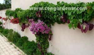Dev çiçekli pipo sarmaşığı aristolochia gigantea dutchmans pipe