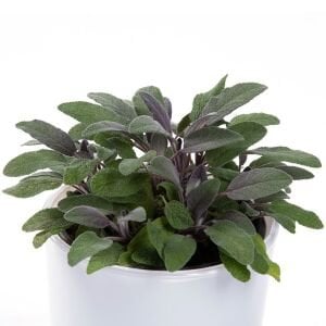 Purpurmantel adaçayı fidesi eflatun adaçayı şifalı ve dekoratif