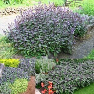 Purpurmantel adaçayı fidesi eflatun adaçayı şifalı ve dekoratif