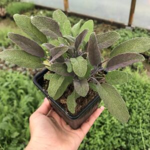 Purpurmantel adaçayı fidesi eflatun adaçayı şifalı ve dekoratif