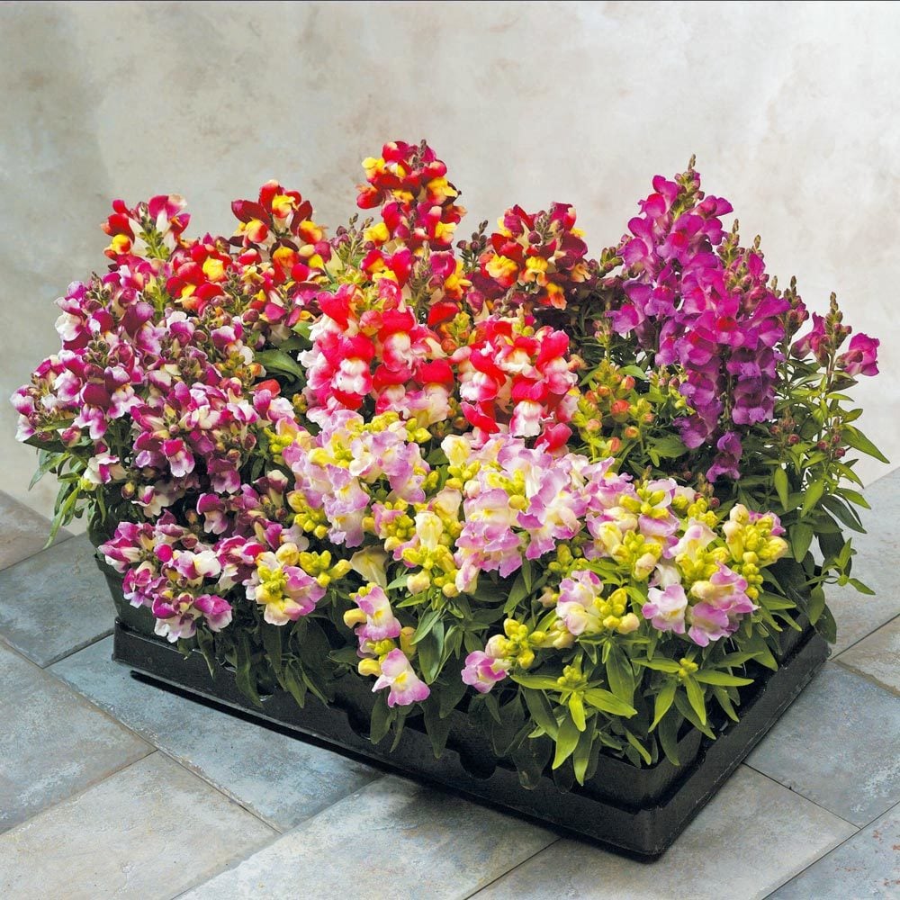 Floral Showers F1 aslanağzı çiçeği fidesi çift renkli