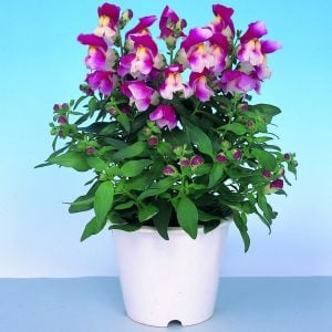 Floral Showers F1 aslanağzı çiçeği fidesi çift renkli
