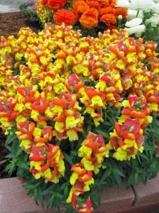 Floral Showers F1 aslanağzı çiçeği fidesi çift renkli