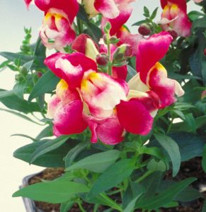 Floral Showers F1 aslanağzı çiçeği fidesi çift renkli