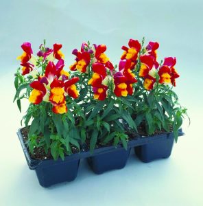 Floral Showers F1 aslanağzı çiçeği fidesi çift renkli