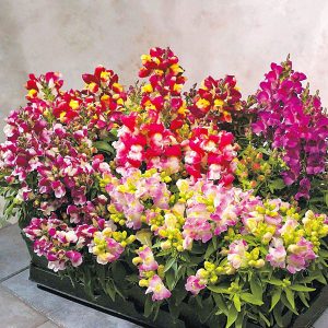 Floral Showers F1 aslanağzı çiçeği fidesi çift renkli