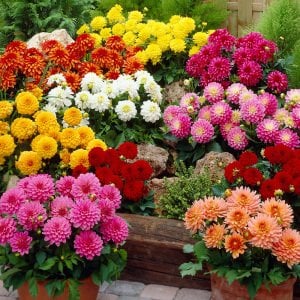 Yıldız çiçeği fidesi dalya dahlia XL lubega lilac frost