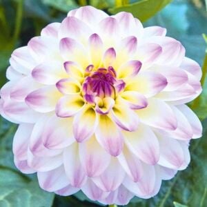 Yıldız çiçeği fidesi dalya dahlia XL lubega lilac frost