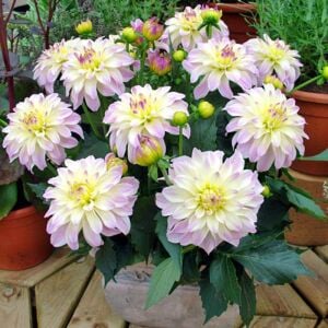 Yıldız çiçeği fidesi dalya dahlia XL lubega lilac frost