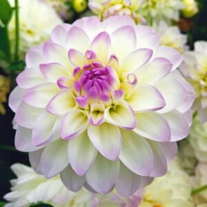Yıldız çiçeği fidesi dalya dahlia XL lubega lilac frost