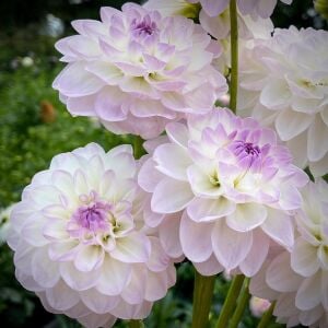 Yıldız çiçeği fidesi dalya dahlia XL lubega lilac frost