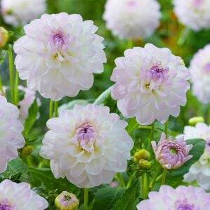 Yıldız çiçeği fidesi dalya dahlia XL lubega lilac frost