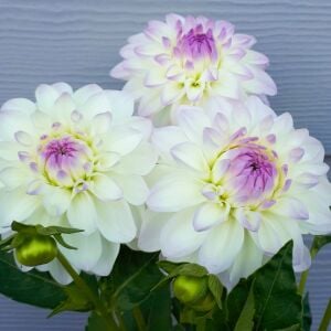 Yıldız çiçeği fidesi dalya dahlia XL lubega lilac frost