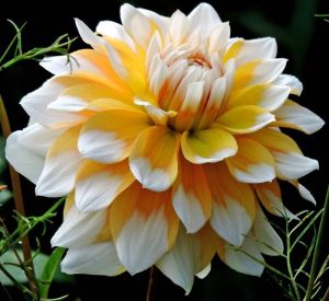 Seattle dahlia yıldız çiçeği soğanı dalya