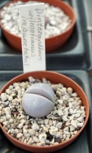 Pomza ponza taşı 1-4 mm ince elek pumice 5 litre