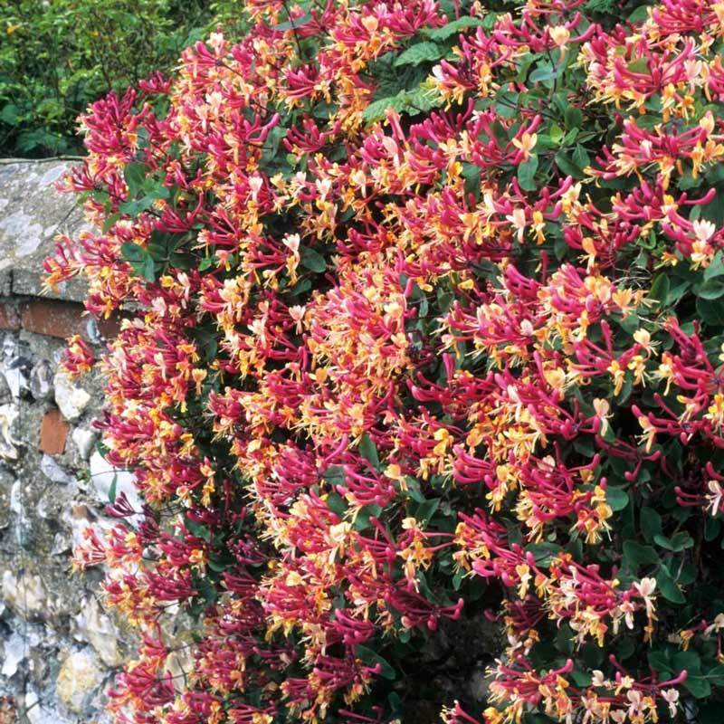 Kokulu hanımeli fidesi lonicera periclymenum serotina