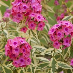 Alaca yapraklı floks fidesi phlox paniculata becky towe 7 cm saksıda