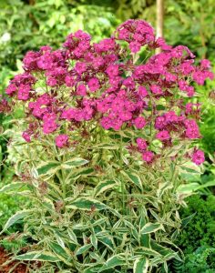 Alaca yapraklı floks fidesi phlox paniculata becky towe 7 cm saksıda