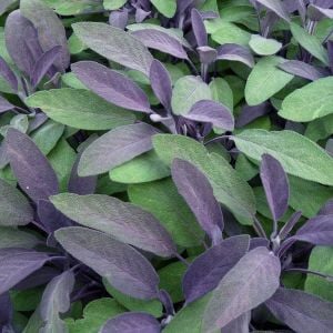 Purpurmantel adaçayı fidesi eflatun adaçayı şifalı ve dekoratif