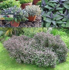 Purpurmantel adaçayı fidesi eflatun adaçayı şifalı ve dekoratif