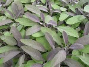 Purpurmantel adaçayı fidesi eflatun adaçayı şifalı ve dekoratif