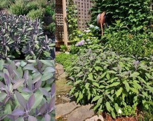 Purpurmantel adaçayı fidesi eflatun adaçayı şifalı ve dekoratif