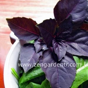 3 farklı mutfak fesleğeni 3 saksı reyhan geniş yapraklı aromatik