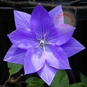 Katmerli platycodon tohumu mavi balon çiçeği grandiflorus