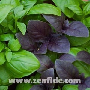3 farklı mutfak fesleğeni 3 saksı reyhan geniş yapraklı aromatik