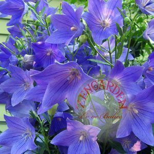 Katmerli platycodon tohumu mavi balon çiçeği grandiflorus