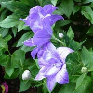 Katmerli platycodon tohumu mavi balon çiçeği grandiflorus