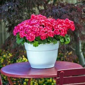 Pretty Little Pink Splash sardunya fidesi pelargonium syngenta