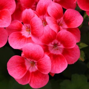 Pretty Little Pink Splash sardunya fidesi pelargonium syngenta