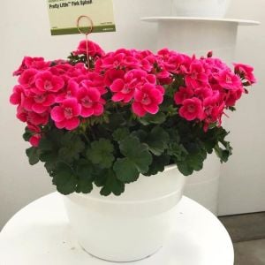 Pretty Little Pink Splash sardunya fidesi pelargonium syngenta