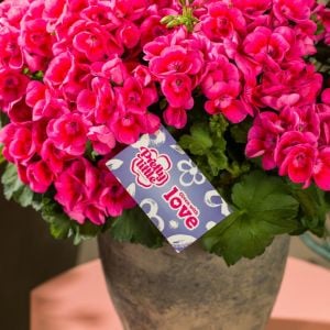 Pretty Little Pink Splash sardunya fidesi pelargonium syngenta